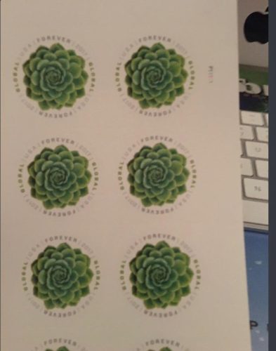 Global Green Succulent Stamps photo review